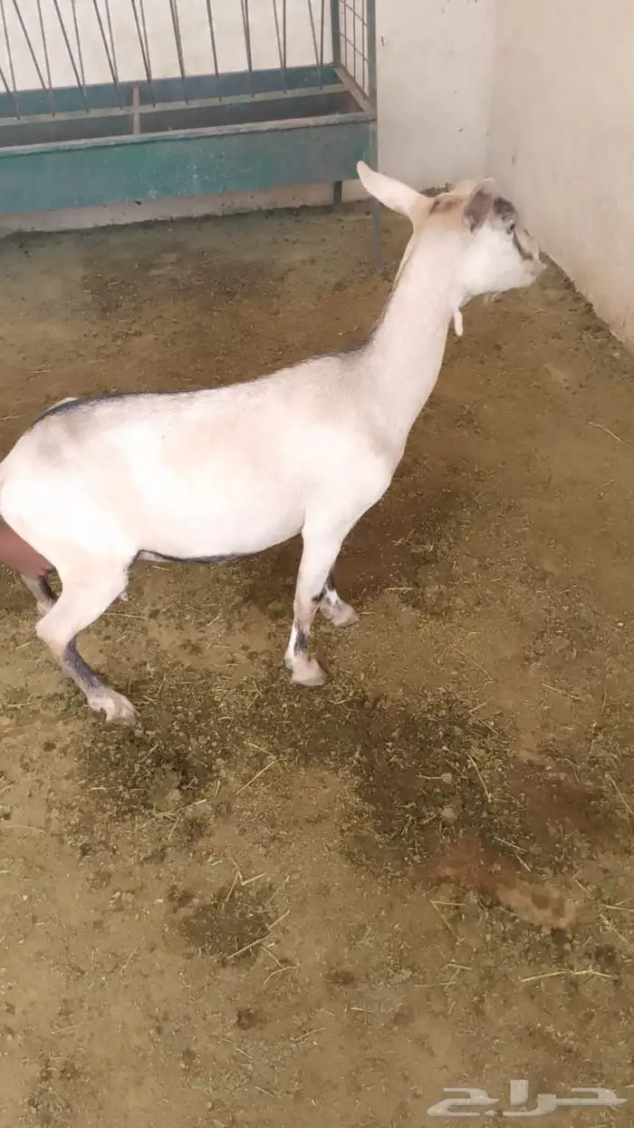 مراح معزا قزميه 21