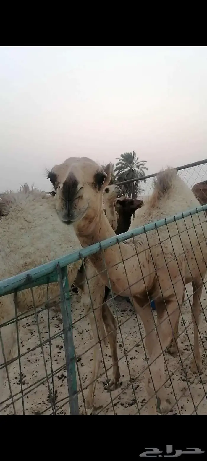 للبيع مفرود بالدمام 0