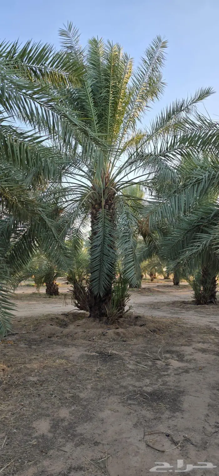 700 نخله للايجار بالقصيم جنوب المذنب 4