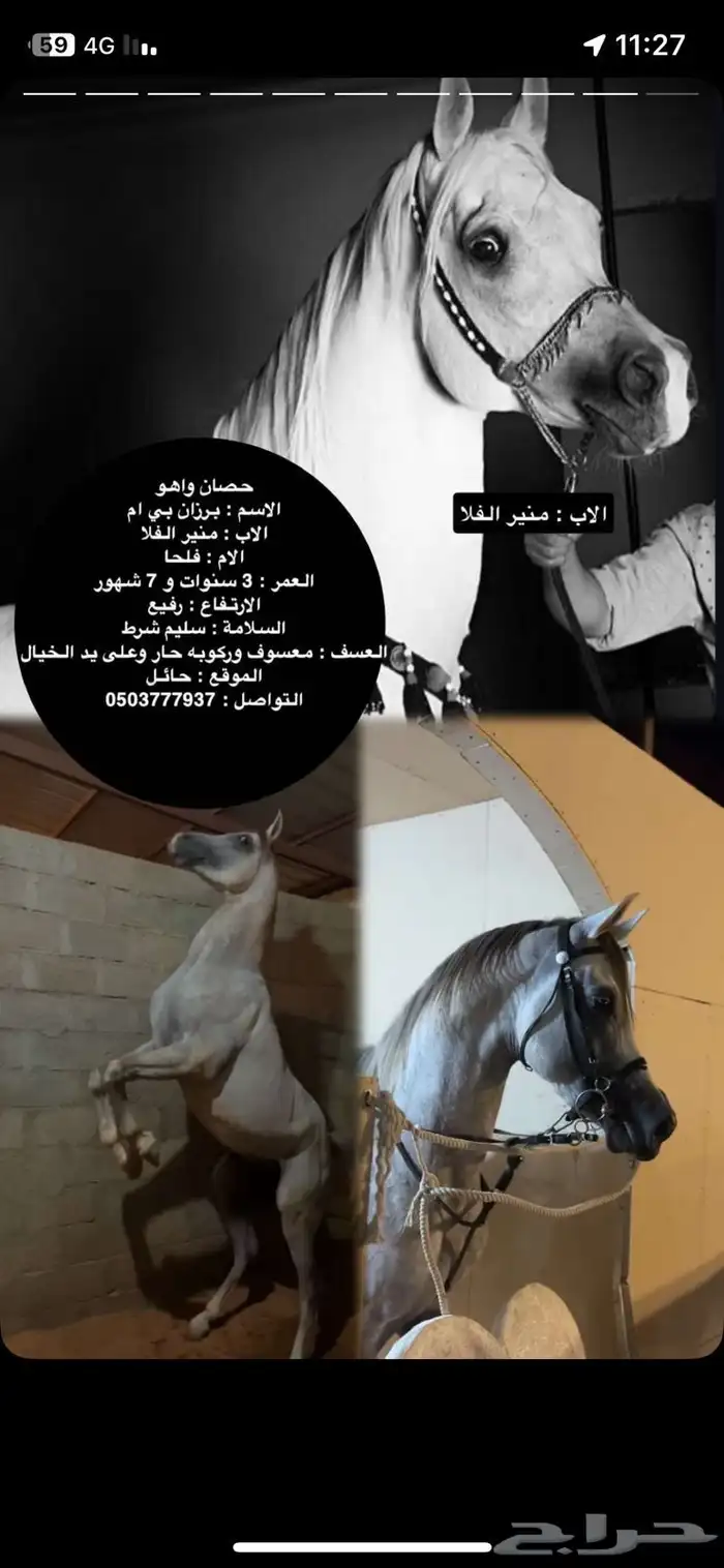 البيع برزان واهو عمروه 3 ونصف وطرب بالركوب وكرزما بين الخيل 4
