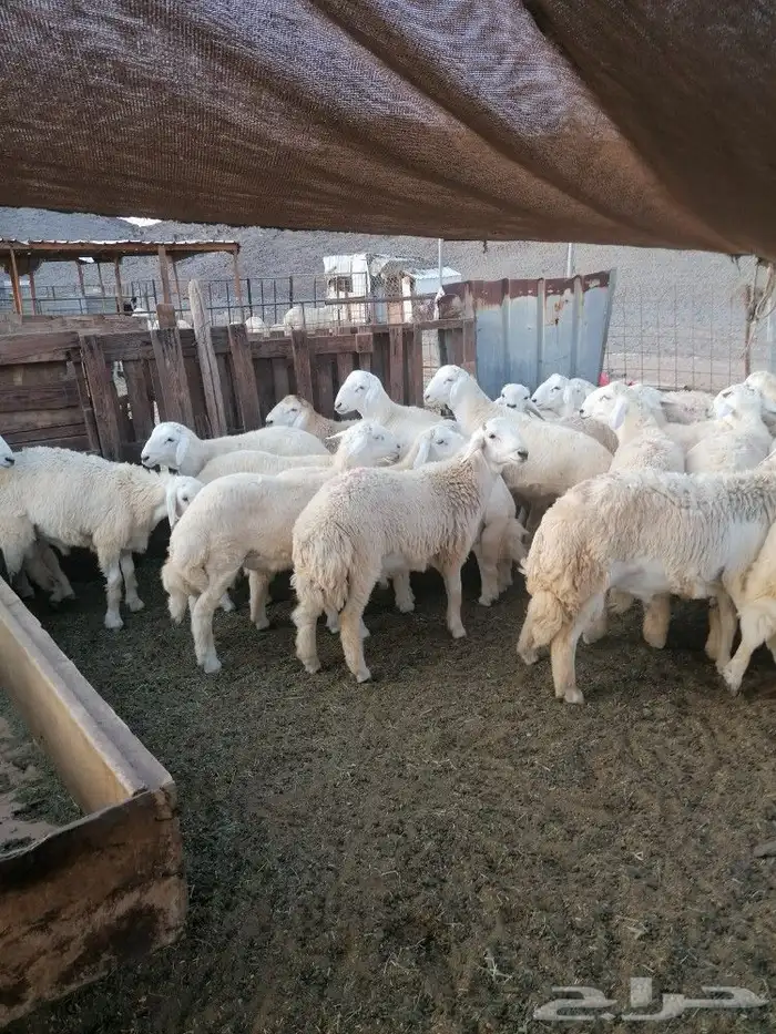 ذبايح حري وتيوس وسواكني مع أمكانيه ذبح وتوصيل 2