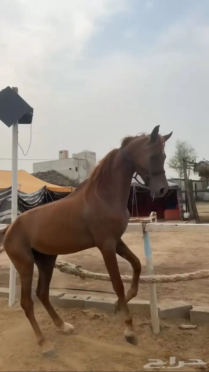 حصان شعبي للبيع 1