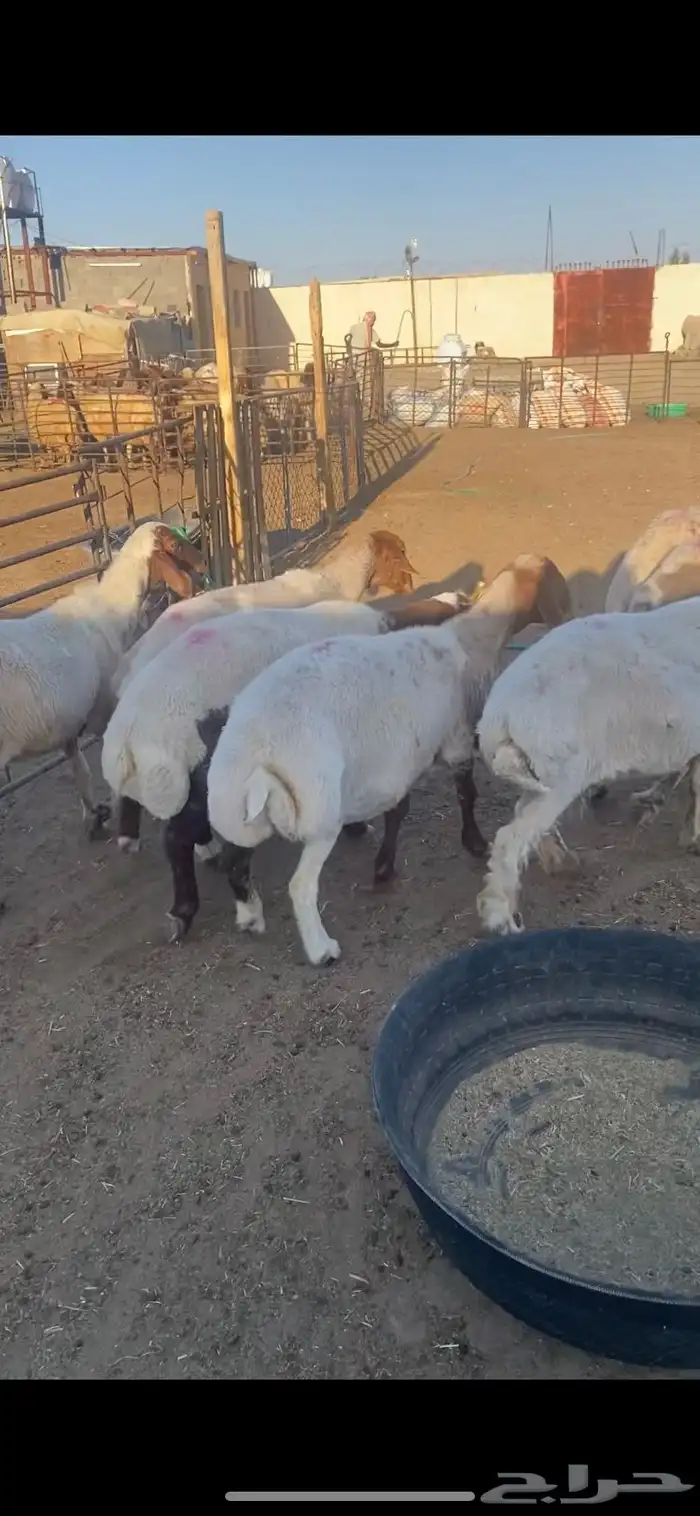 غنم مضاريع به على ولاد شرط سن وديد 14 1