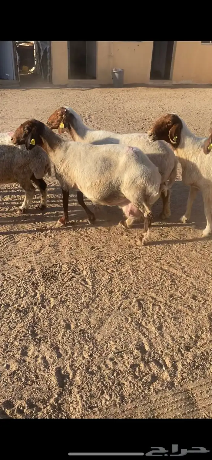 غنم مضاريع به على ولاد شرط سن وديد 14 9