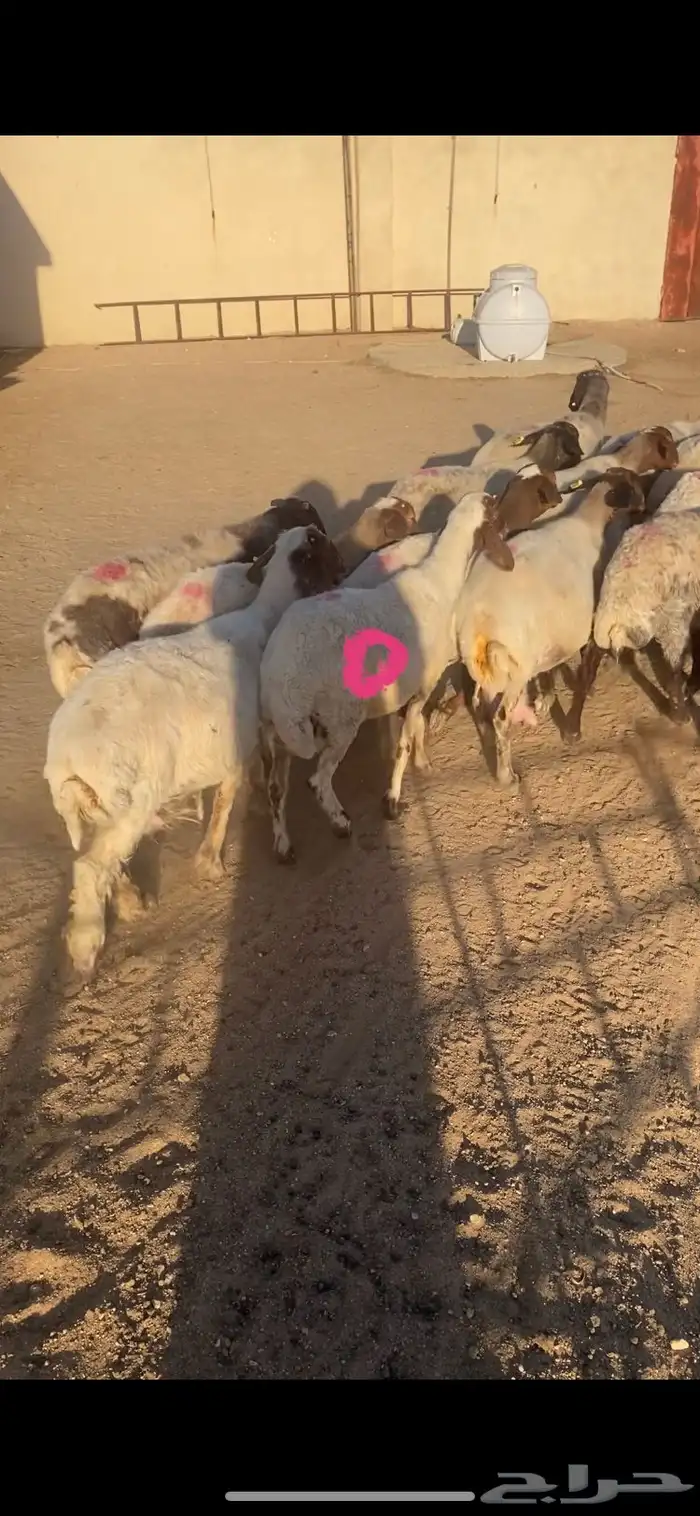 غنم مضاريع به على ولاد شرط سن وديد 14 5
