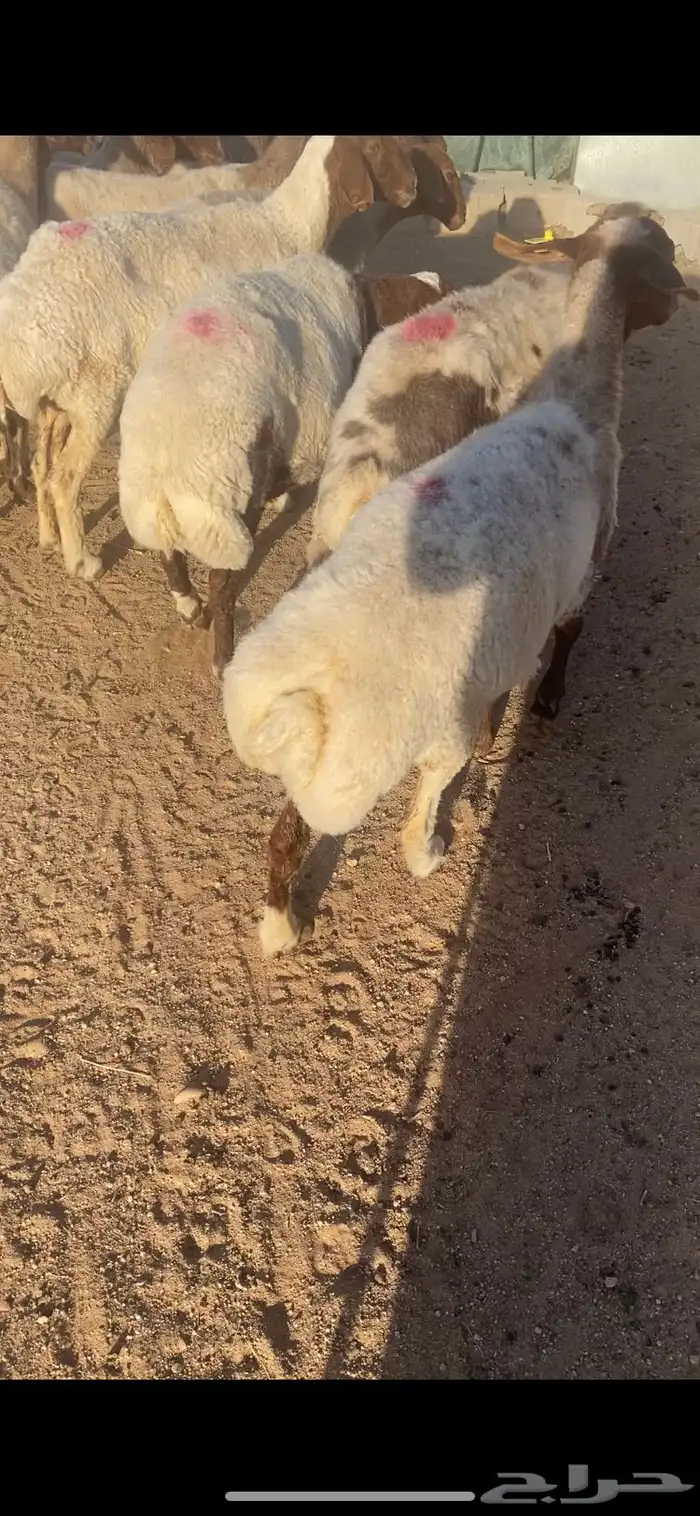 غنم مضاريع به على ولاد شرط سن وديد 14 10