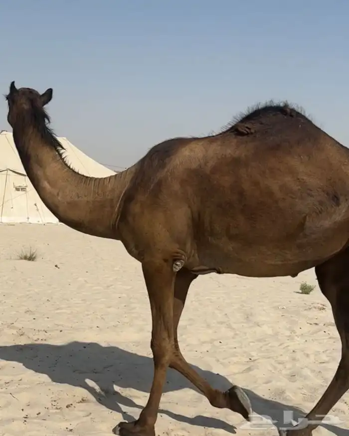 البيع بكره مجهم 2