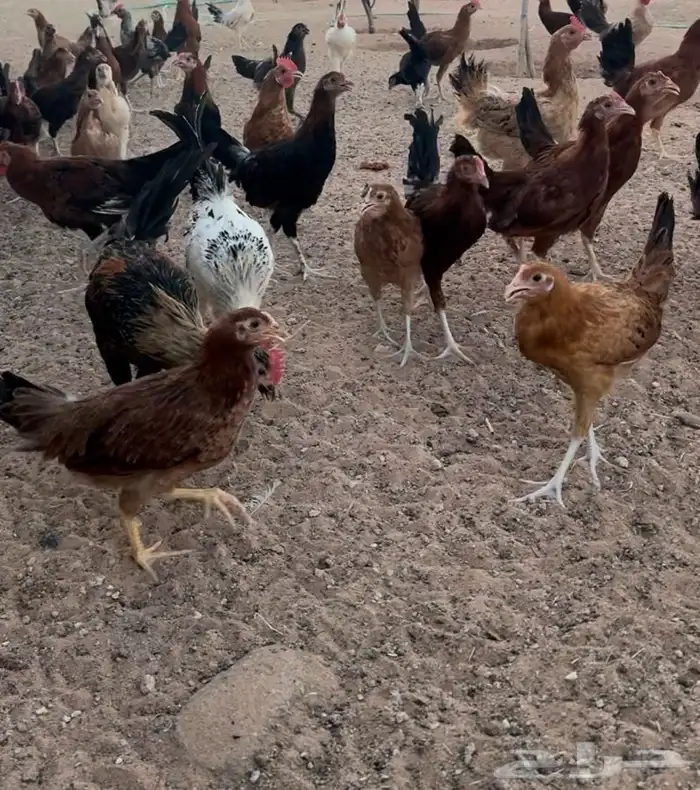 دجاج عدد 94 اكثر دجاج للوان فواتح عمر 4 شهور 1