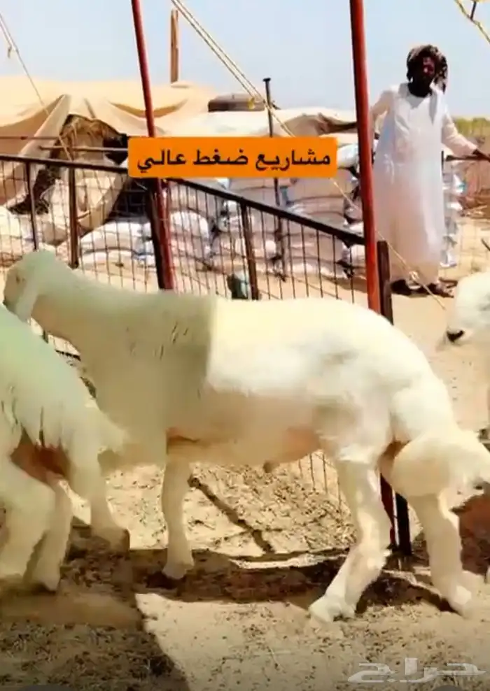 طليان مشاريع فحول 0