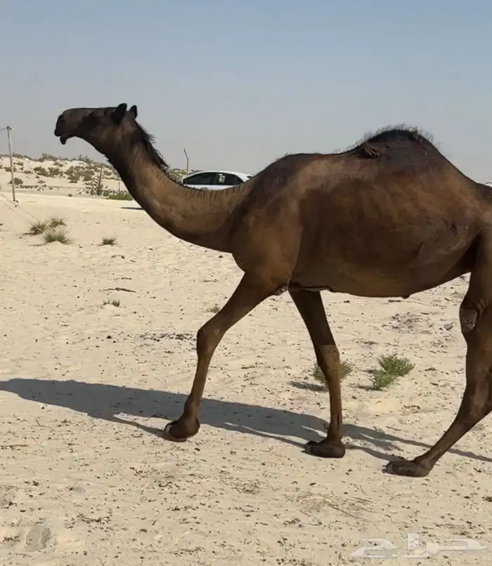 البيع بكره مجهم 1