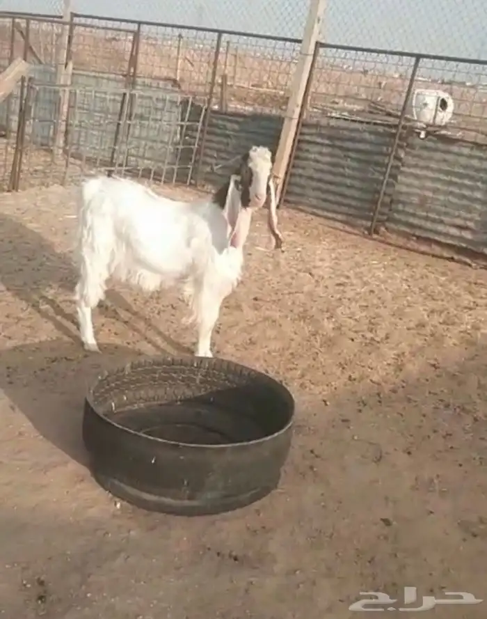 تيس جذع للبيع 0