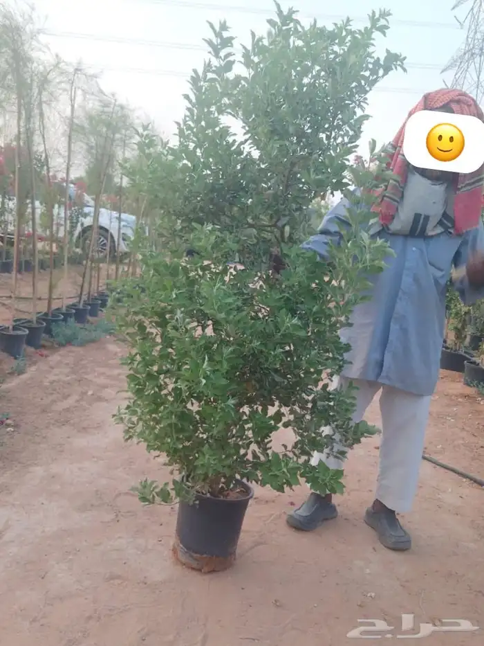 شتلات وأشجار زينه وشوكيات 0