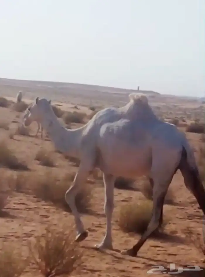 لقحه لها 9 شهور 1