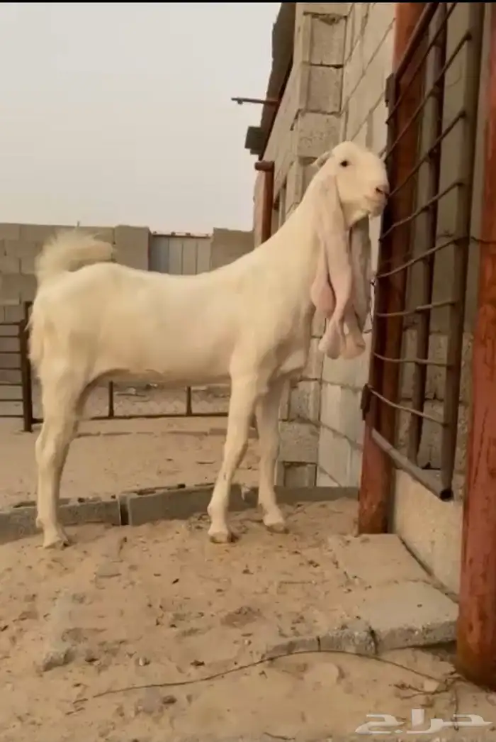 جفره مطوره برصا 4