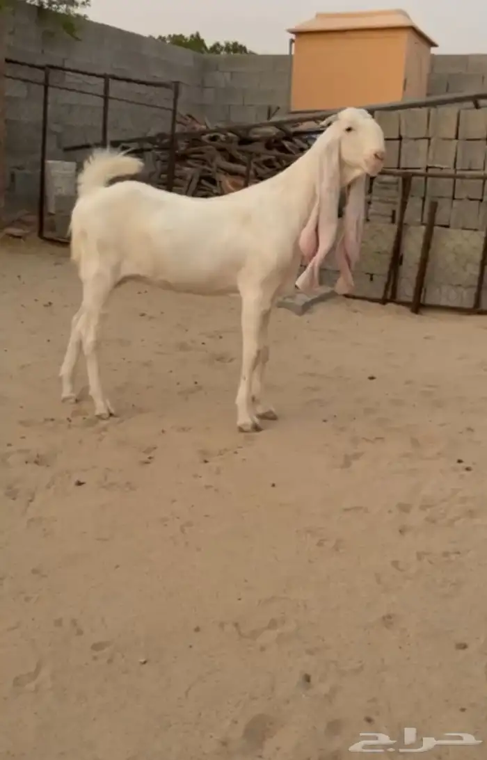 جفره مطوره برصا 2
