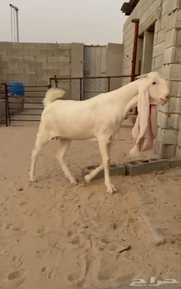 جفره مطوره برصا 1