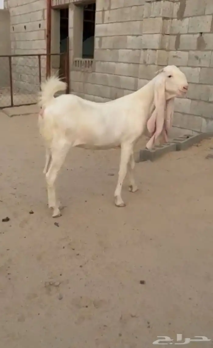 جفره مطوره برصا 3