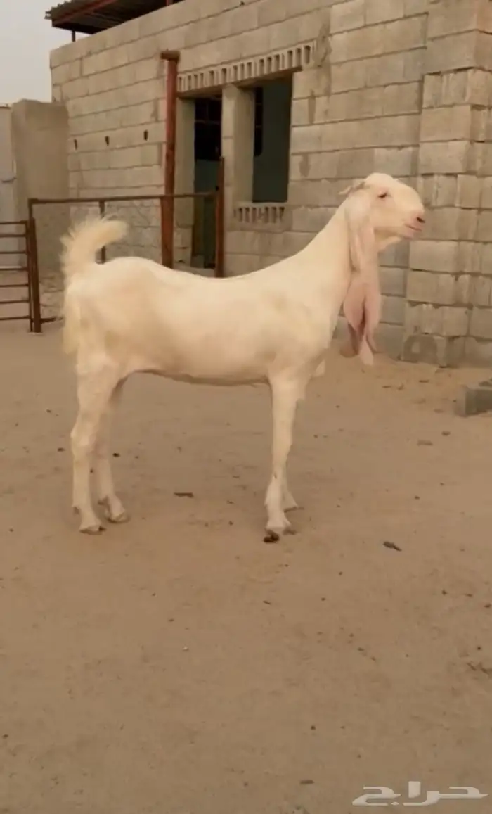 جفره مطوره برصا 0