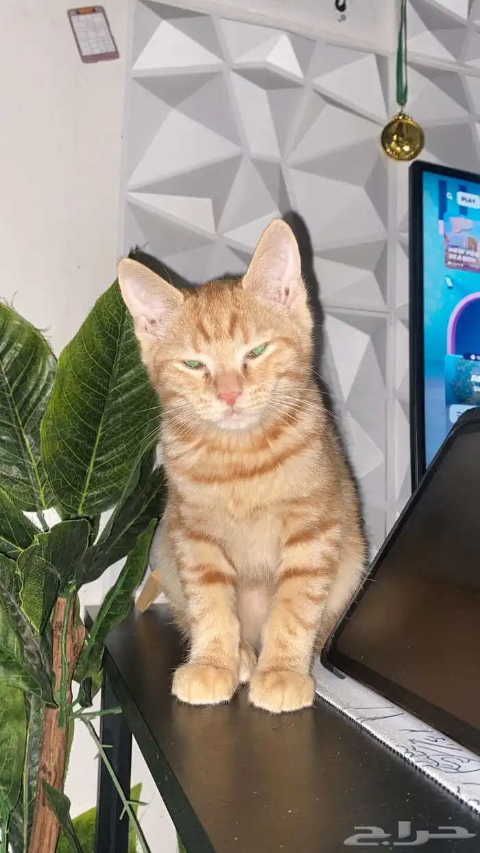 قطة للتبني مع اغراضها للبيع 0