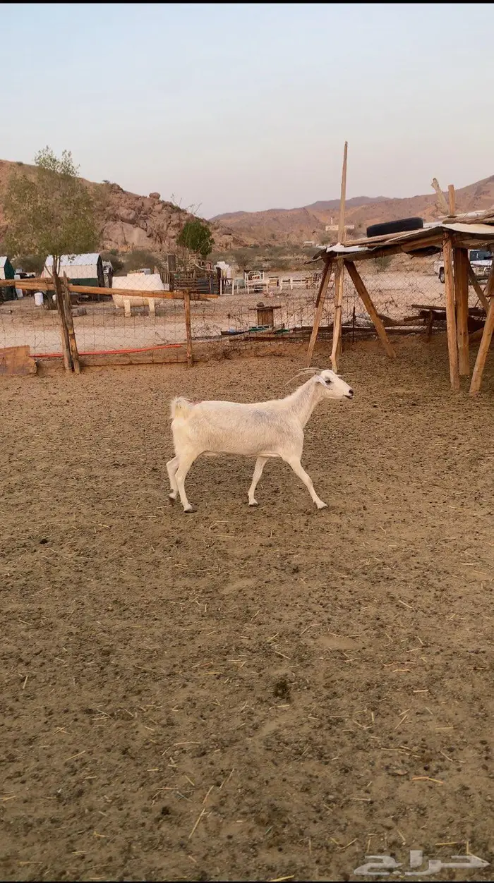 عنز دافع 1
