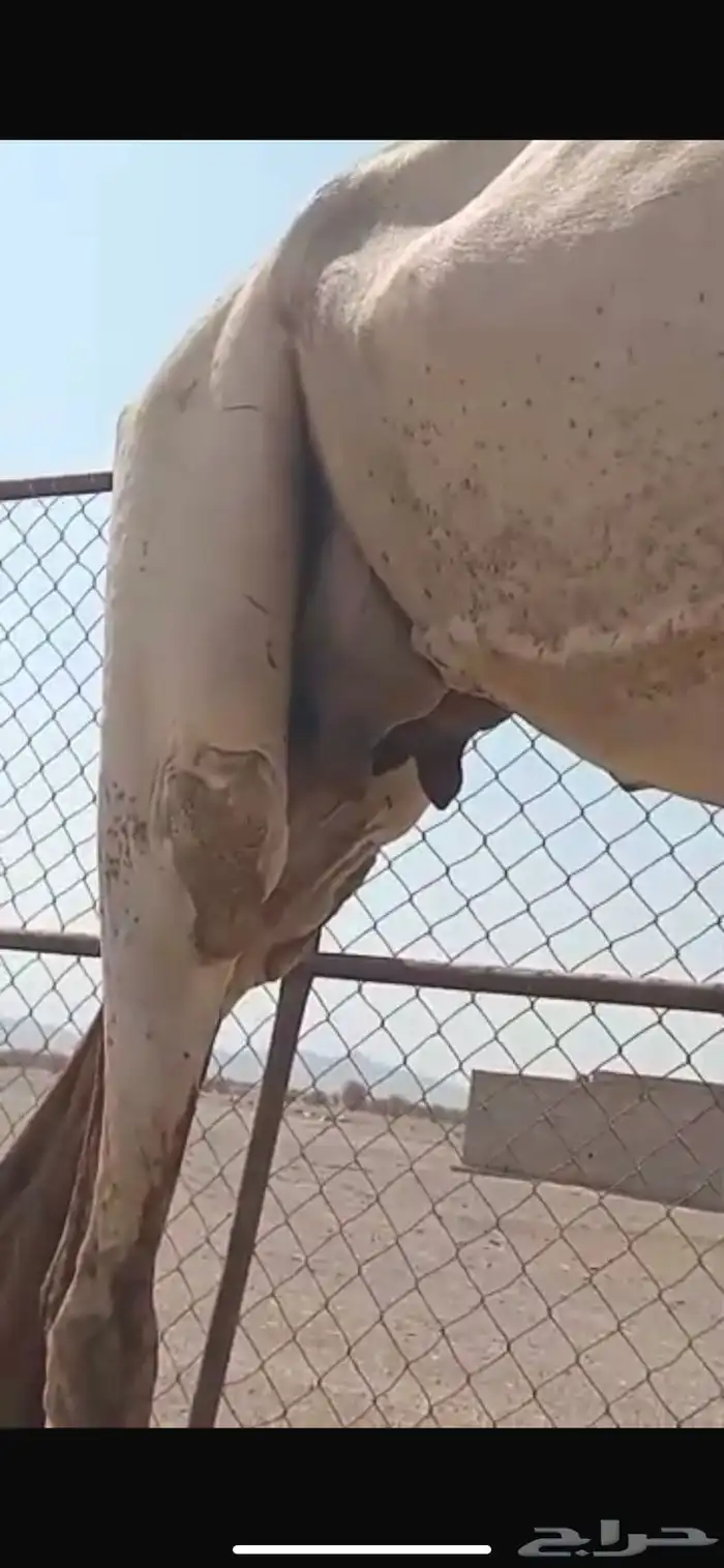 ناقه عفراء ضريبه 2