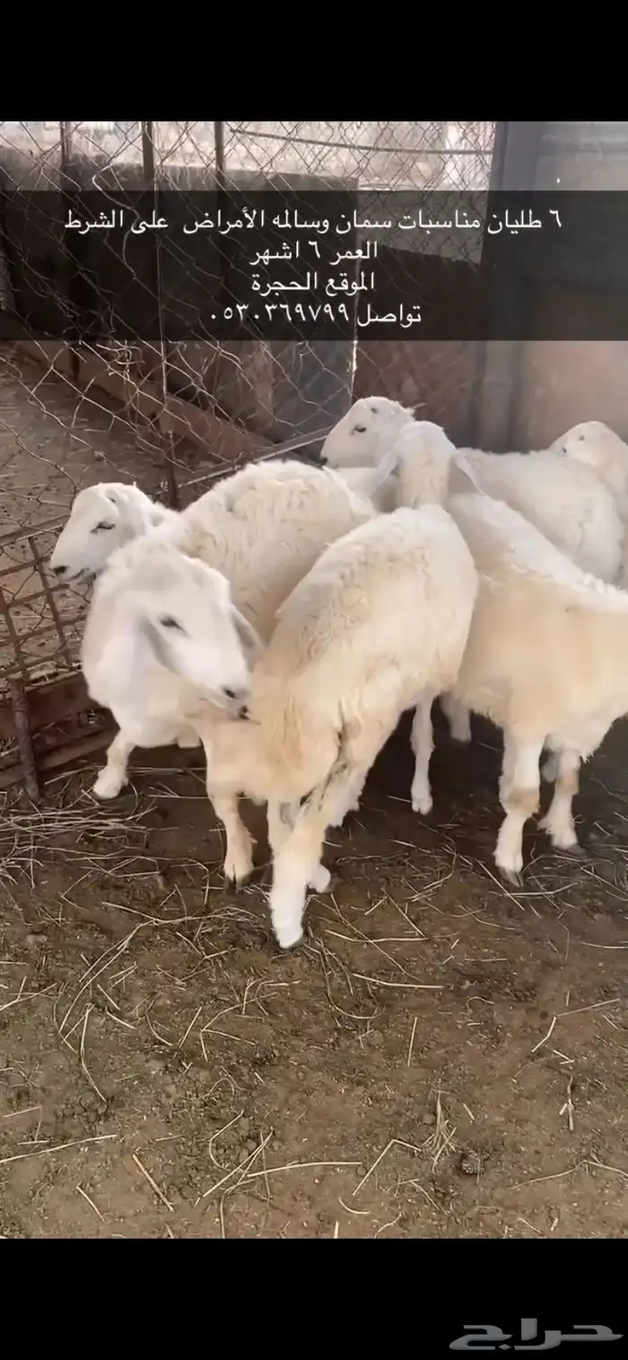 6 طليان فل شحم على الشرط 1