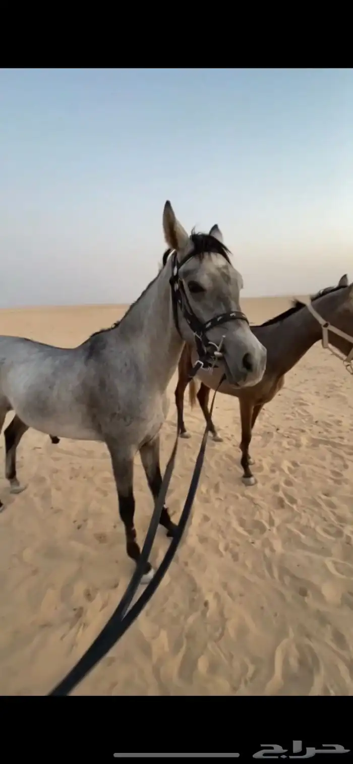 خيل واهو 4