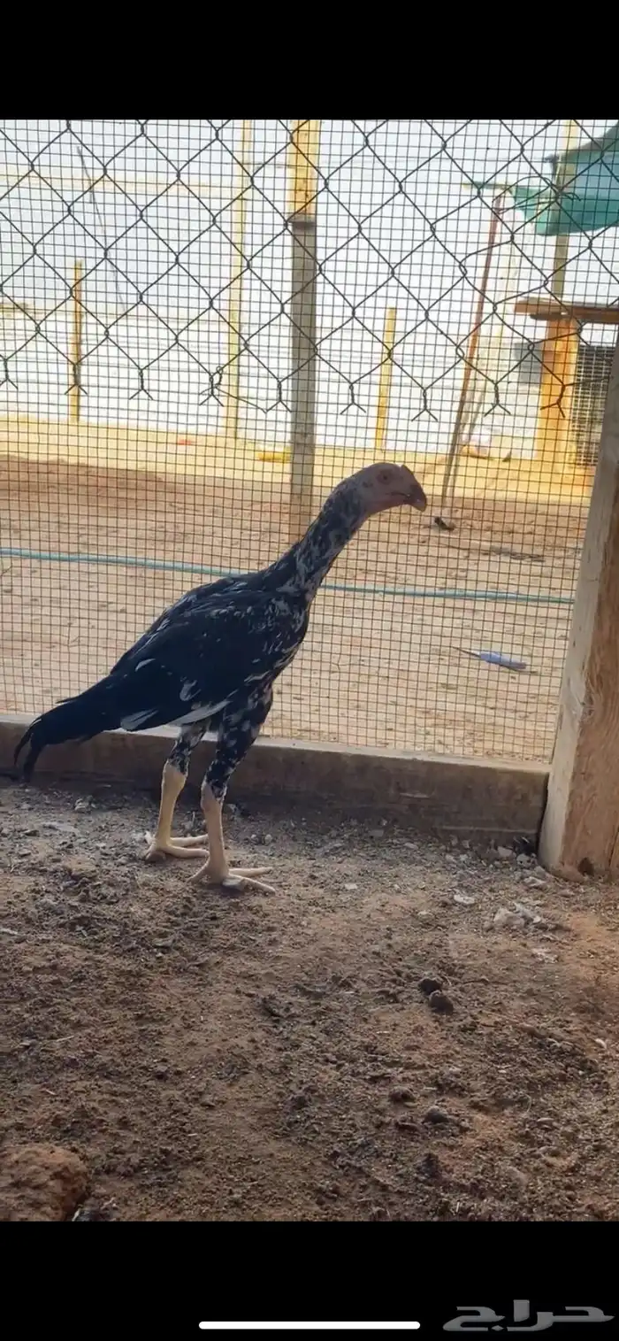 دجاج سندي 0