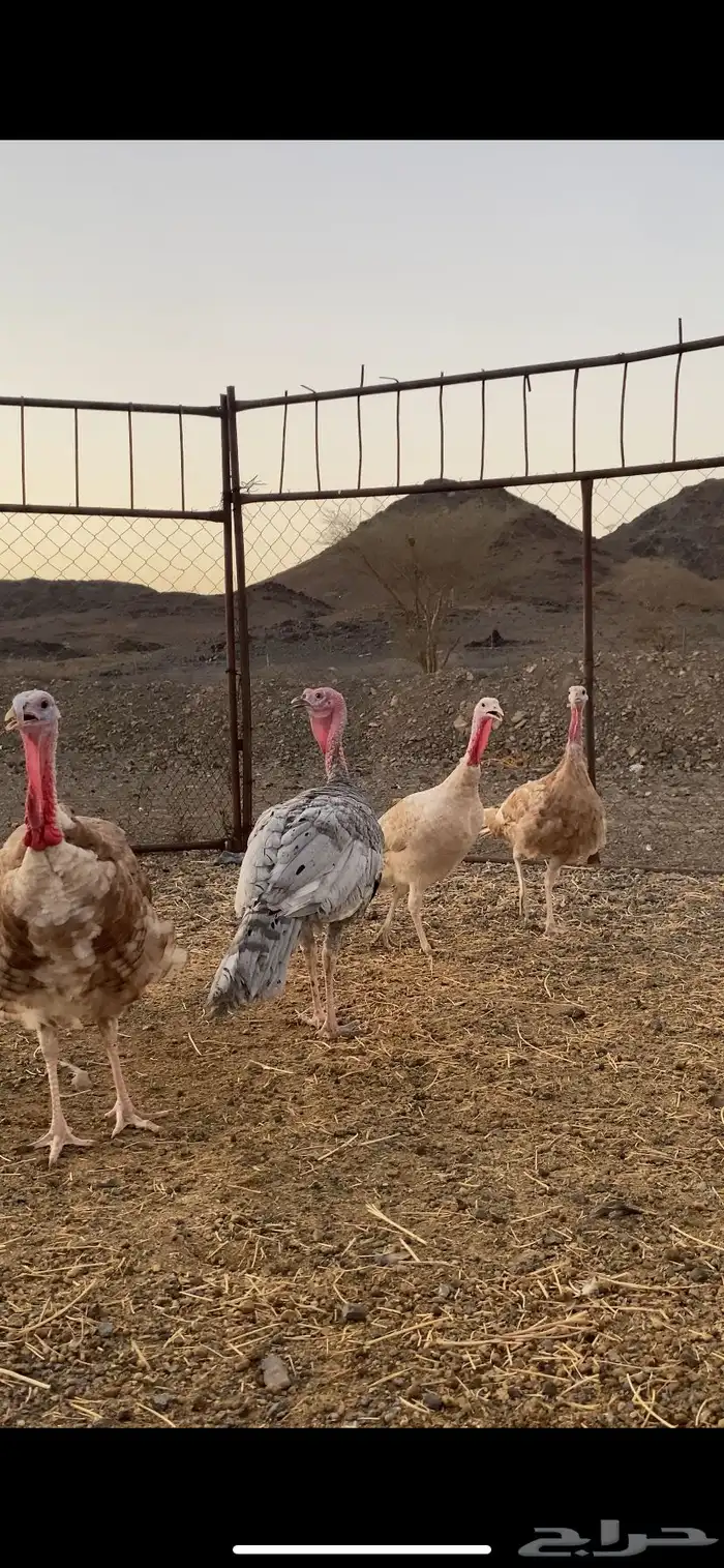 دجاج رومي منتج 0