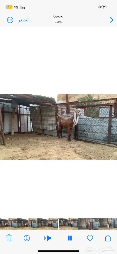 جذعة طيبة 0