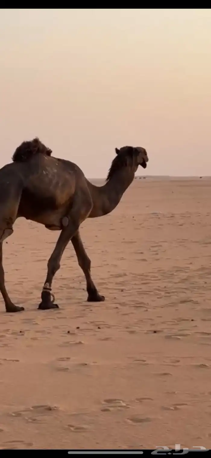 فحل ع معيران الصواقع ثني 0