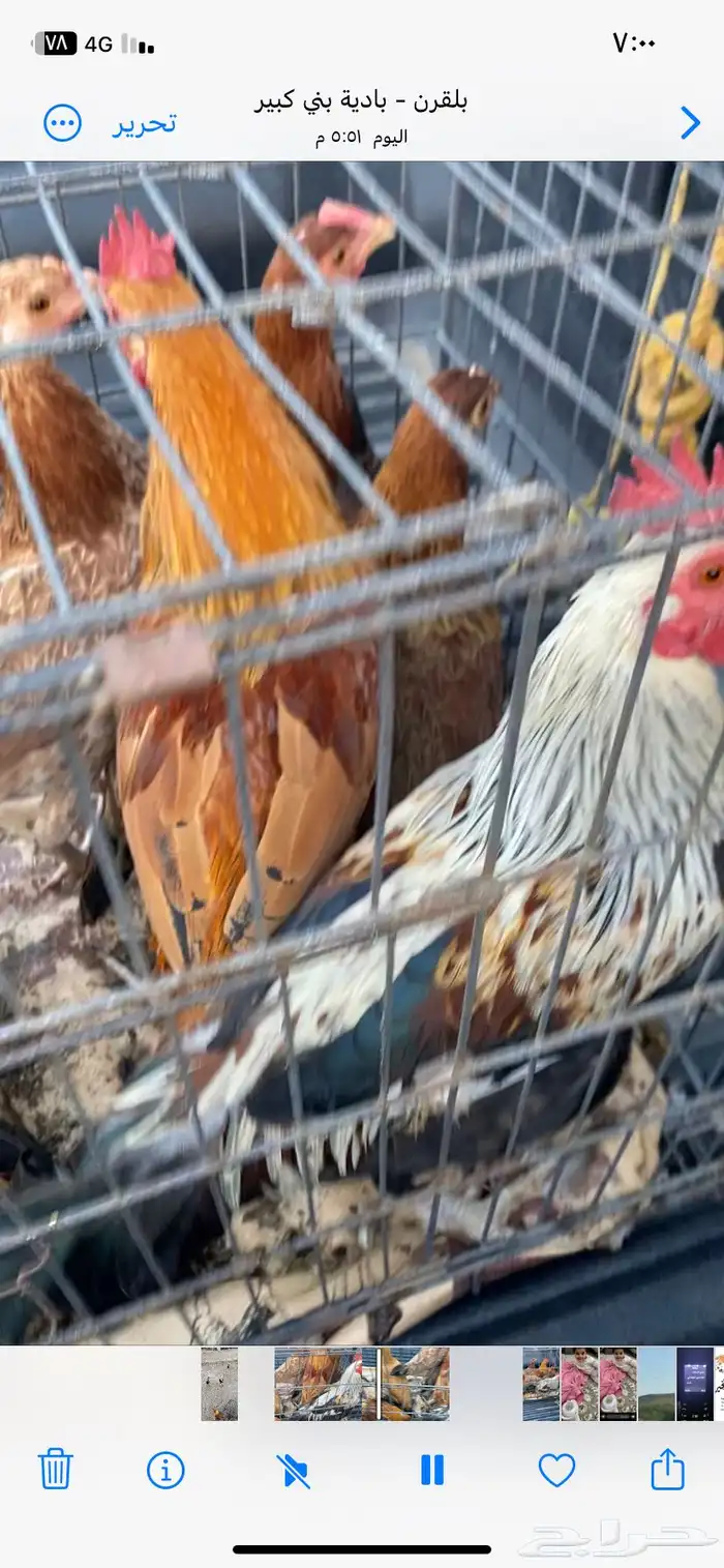 دجاج بلدي 2