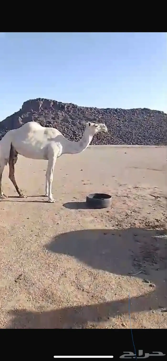 ناقه عفراء ضريبه 1