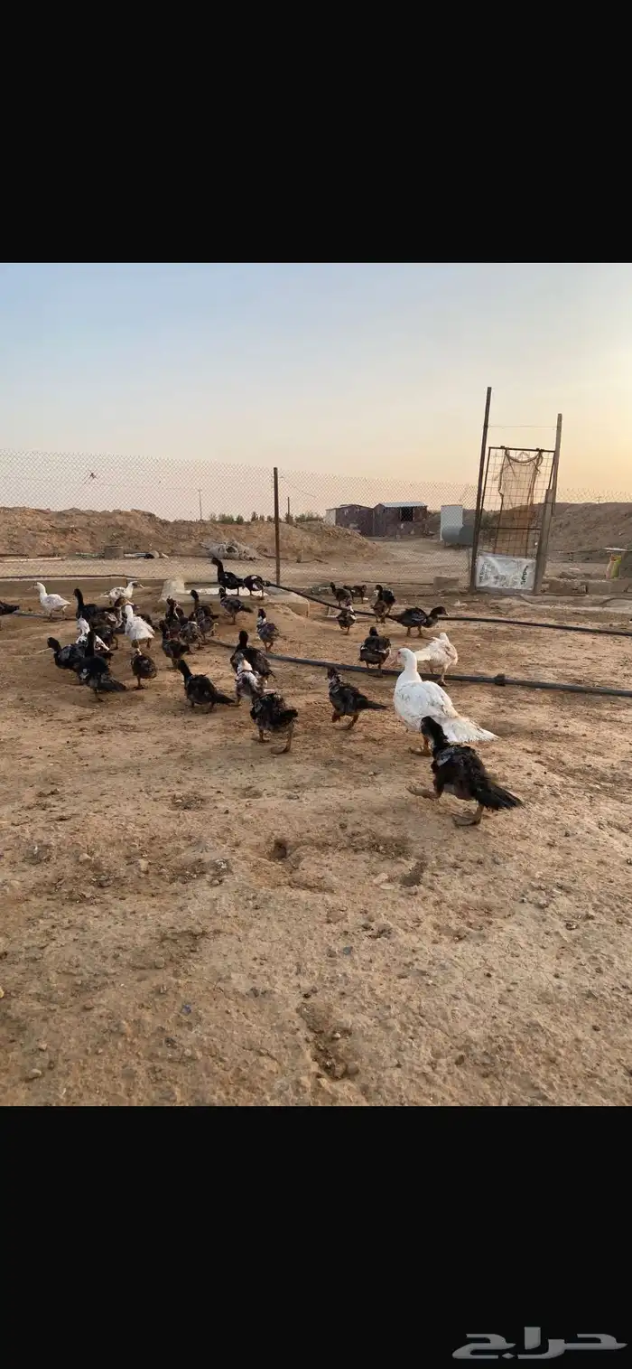 بط بح 2