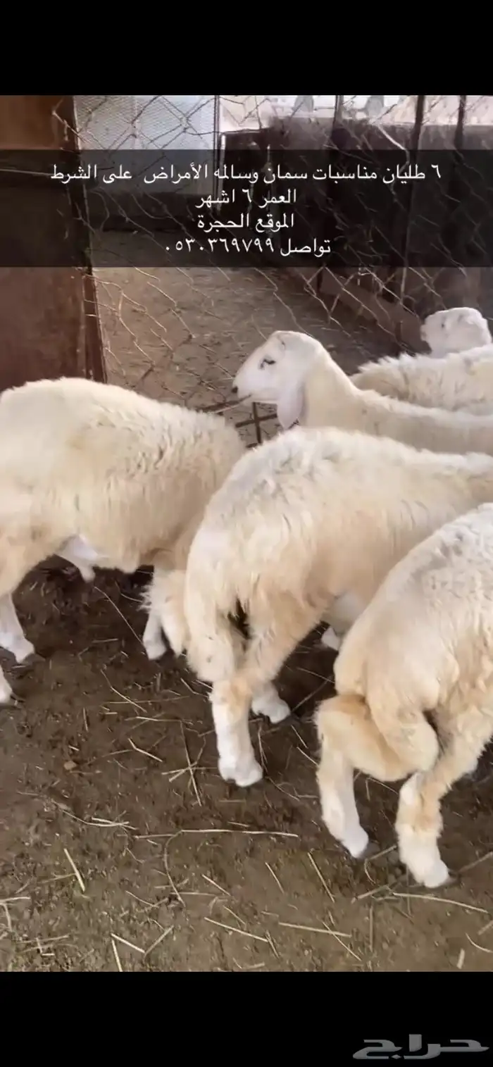 6 طليان فل شحم على الشرط 0