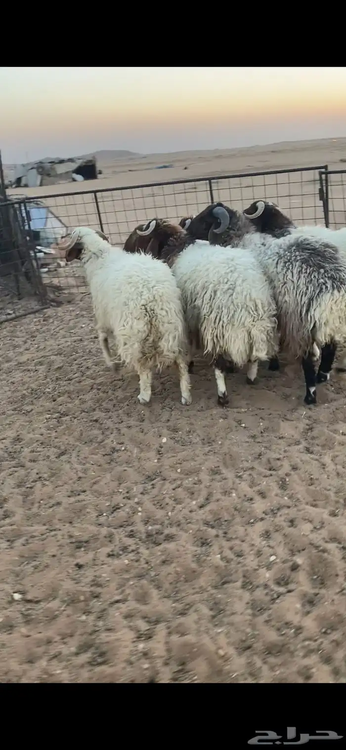 خرفان جبره العدد 6 2