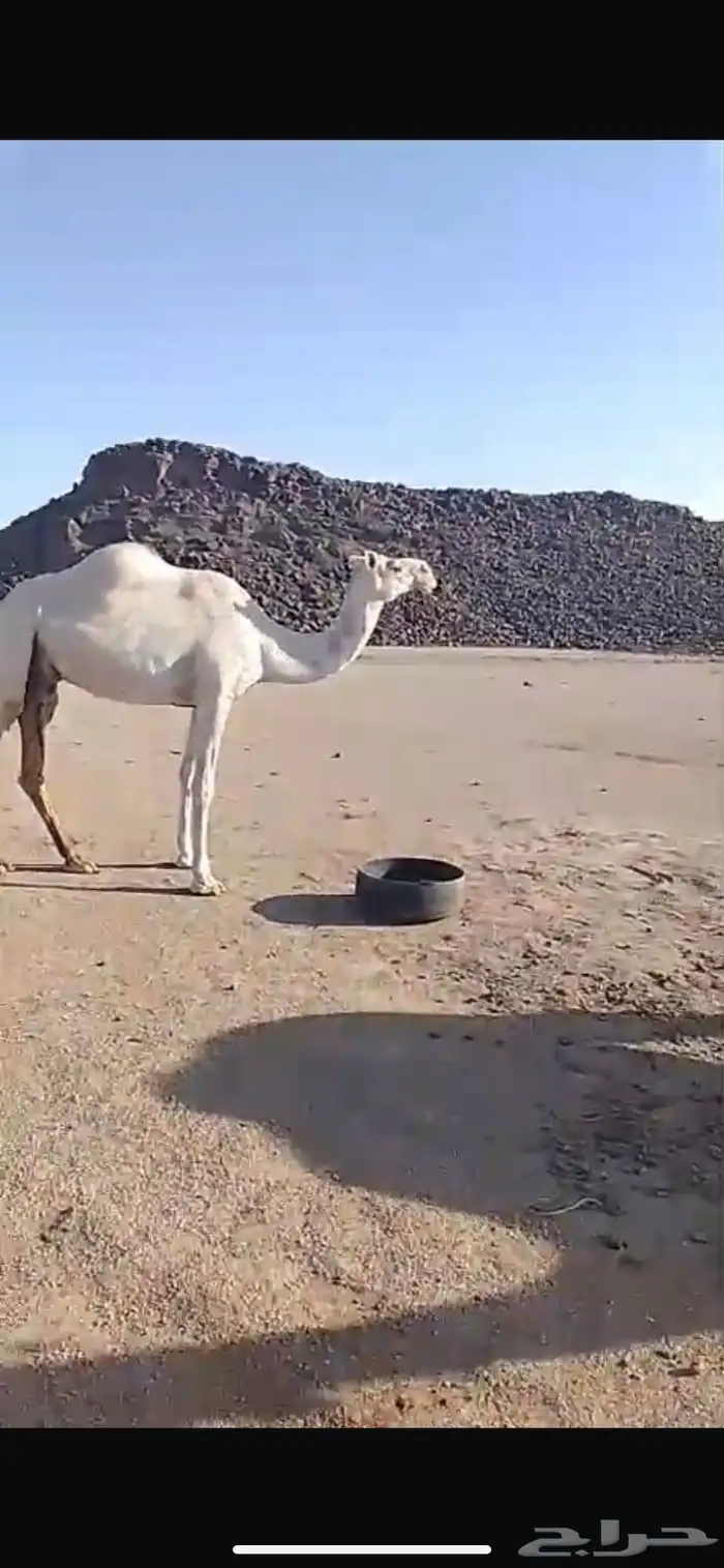 ناقه عفراء ضريبه 0