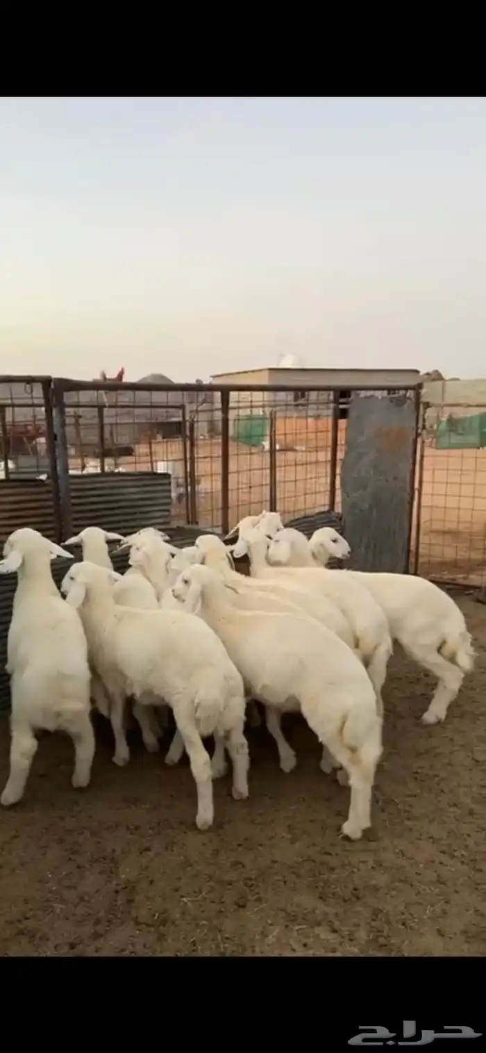 بهم للبيع 0