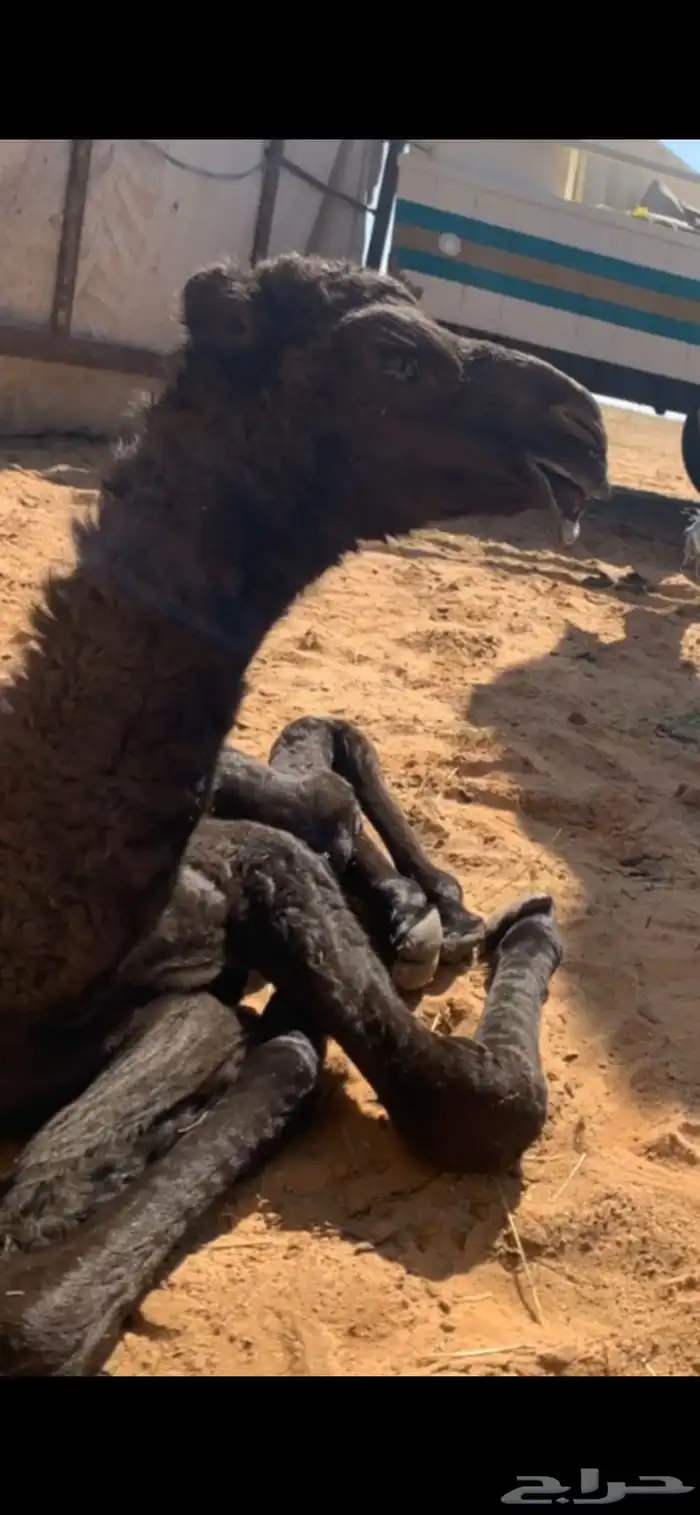 فحل ع معيران الصواقع ثني 2