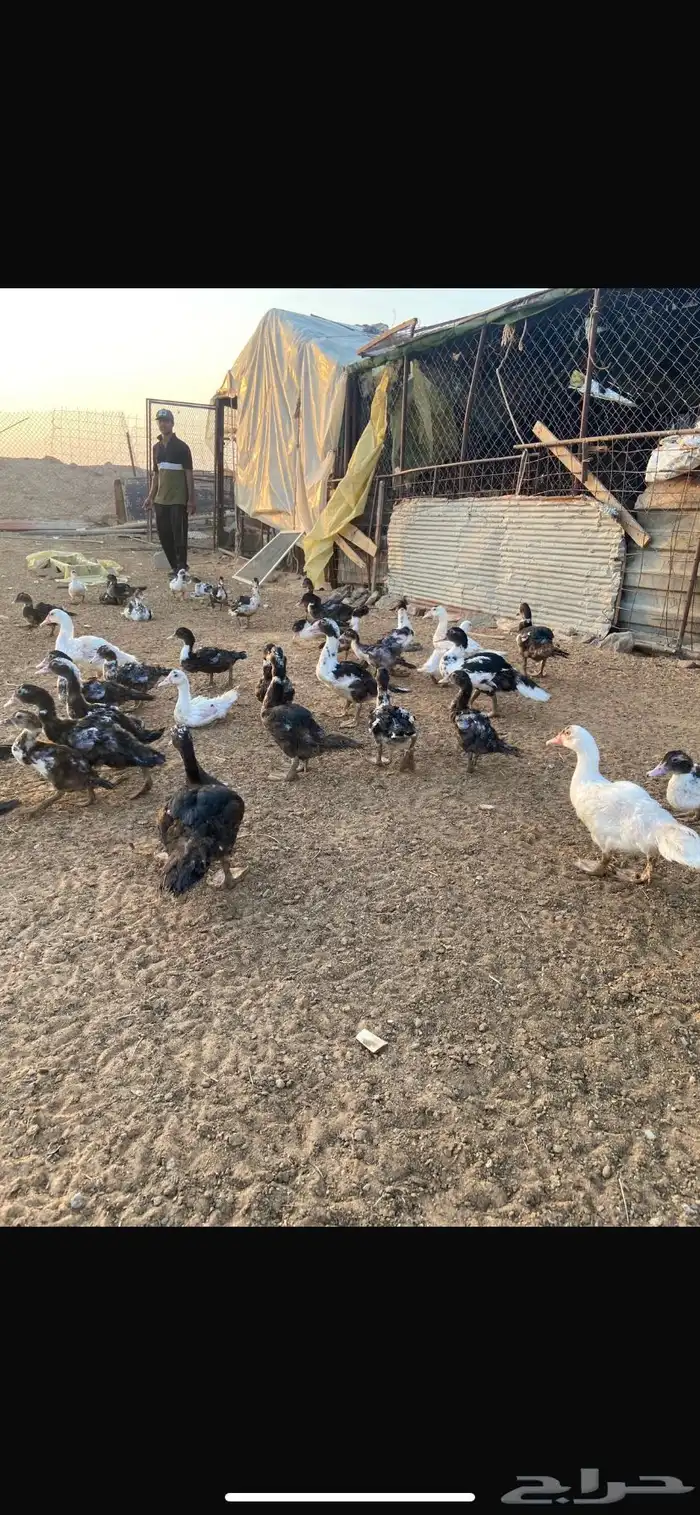 بط بح 3