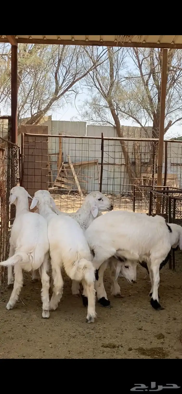 5 خرفان حري للبيع 1