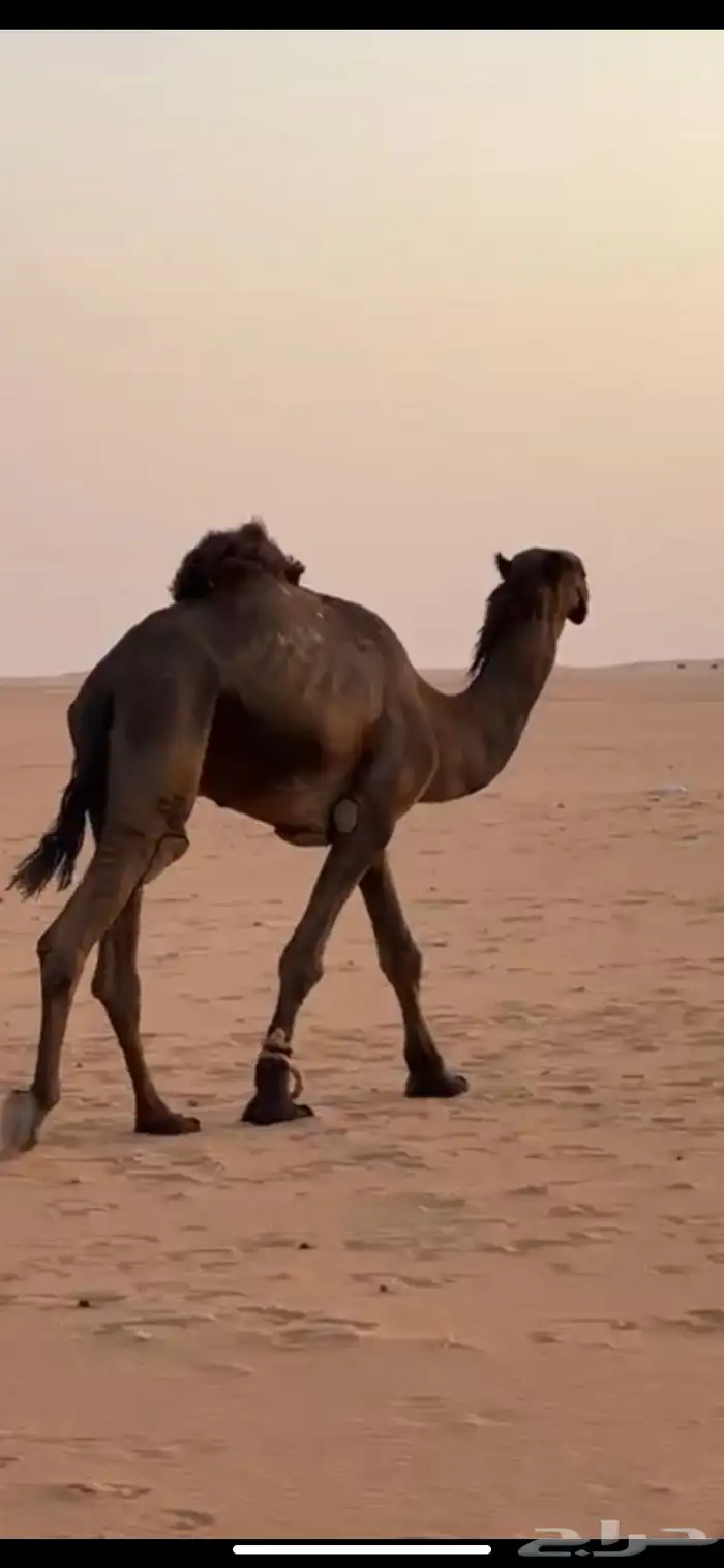 فحل ع معيران الصواقع ثني 1
