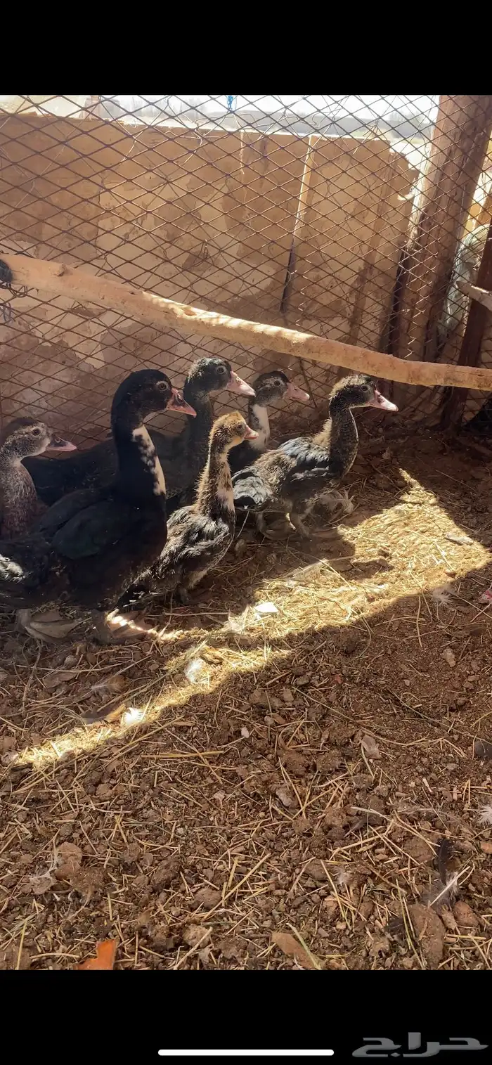 فروخ بط مصري 1