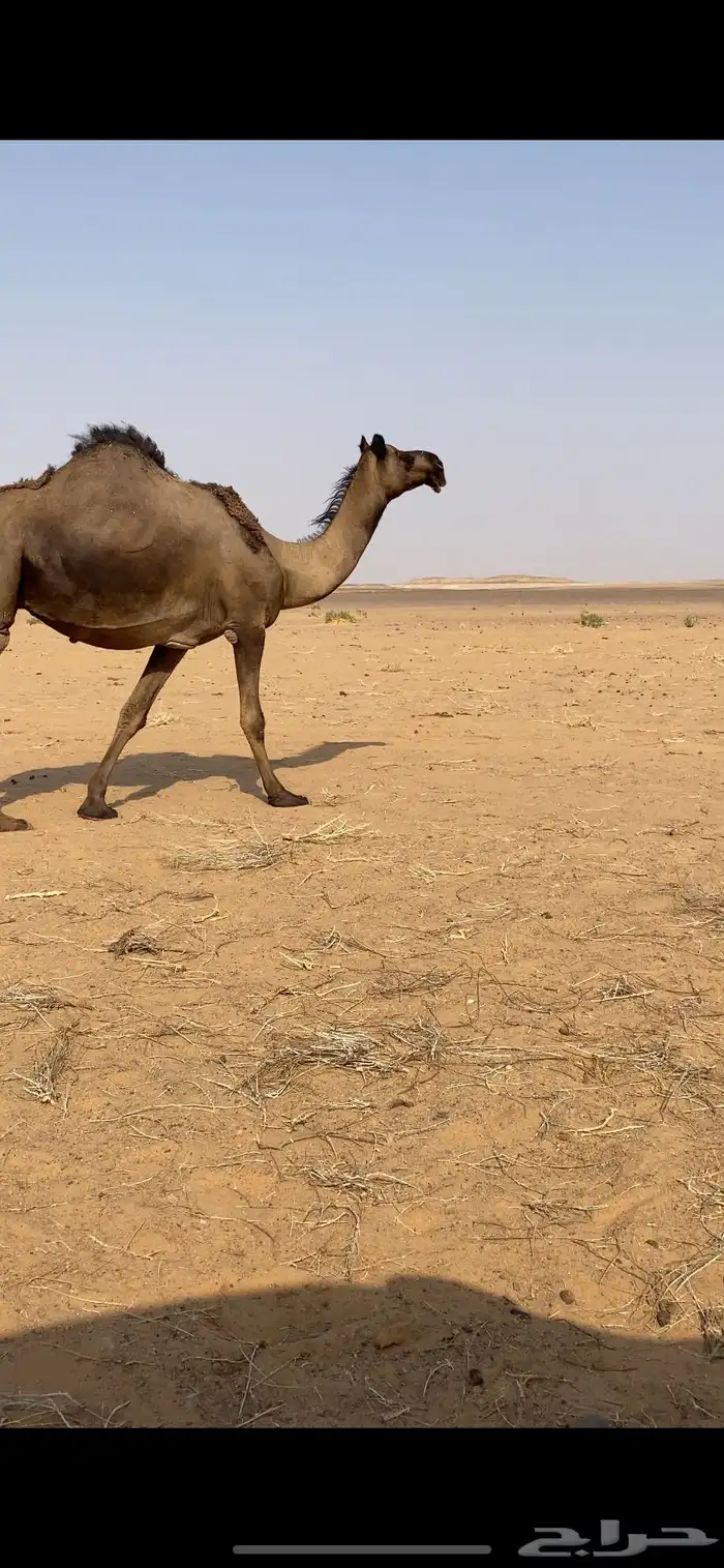 مجهم ام ثالث لقحه برابعها على ولد سليمان سليمة العذاريب 0