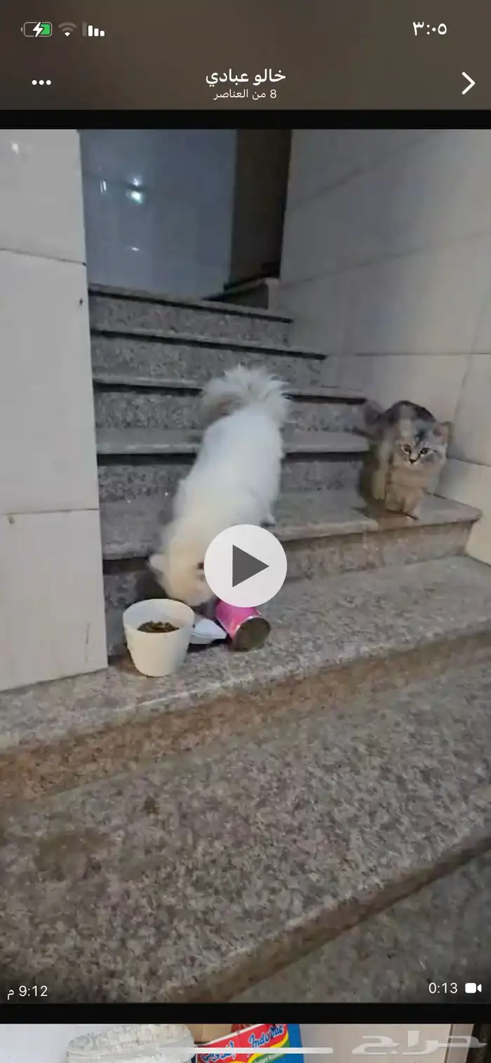 قطط 3