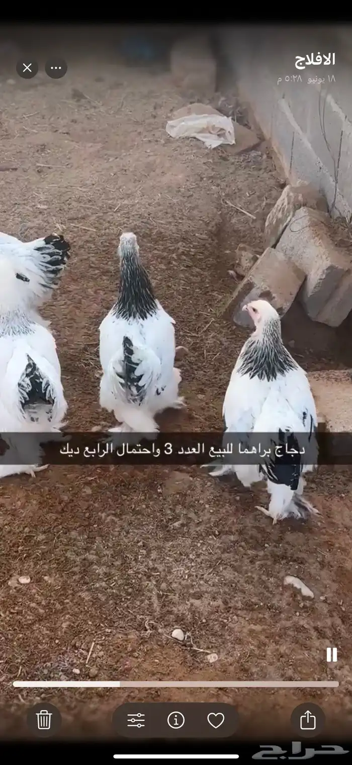 دجاج براهما كولمبي للبيع 1