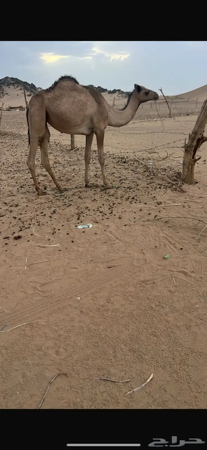بكره للبيع قصب مفروده 0