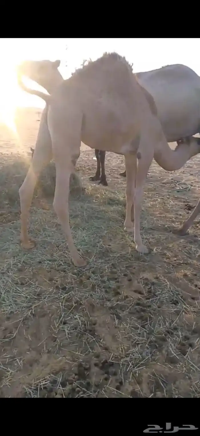 قعدان للبيع 3