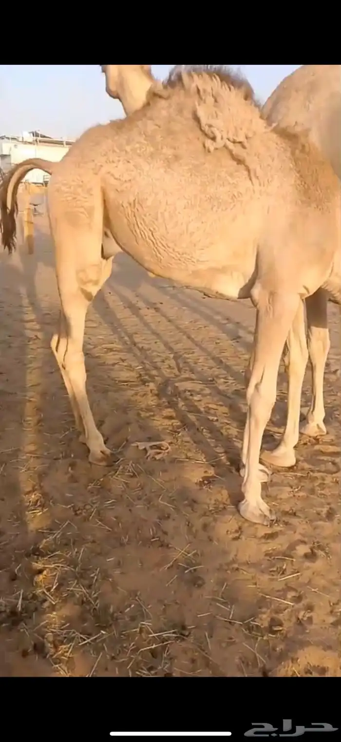 قعدان للبيع 4