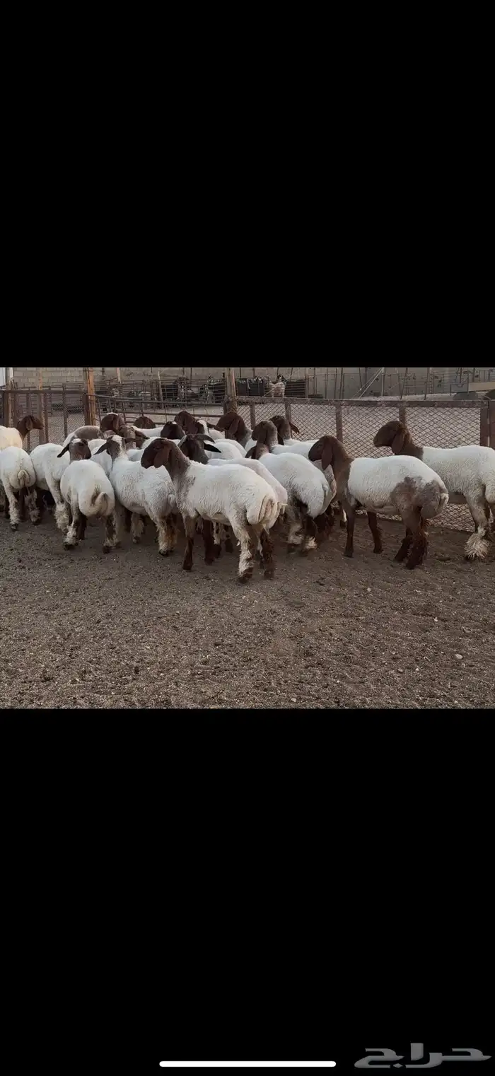 جذعات نعيم مقاني 2